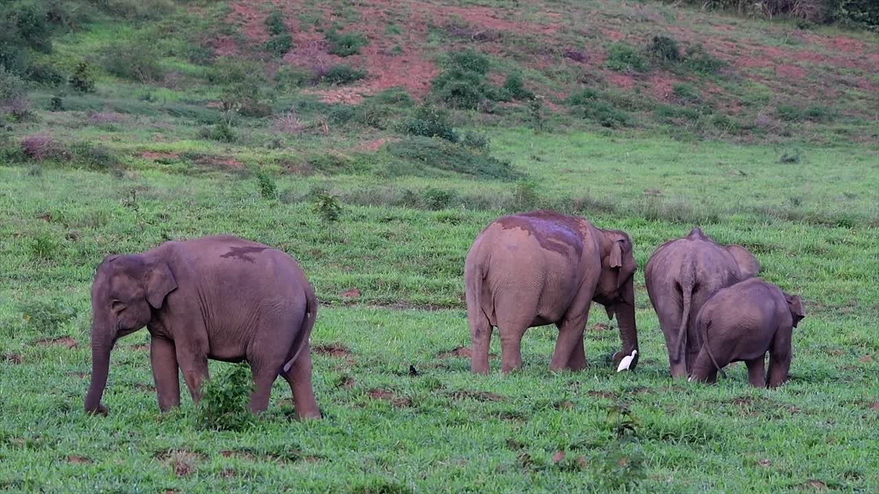 los elefantes asiáticos son especies en peligro de extinción y también son residentes de tailandia