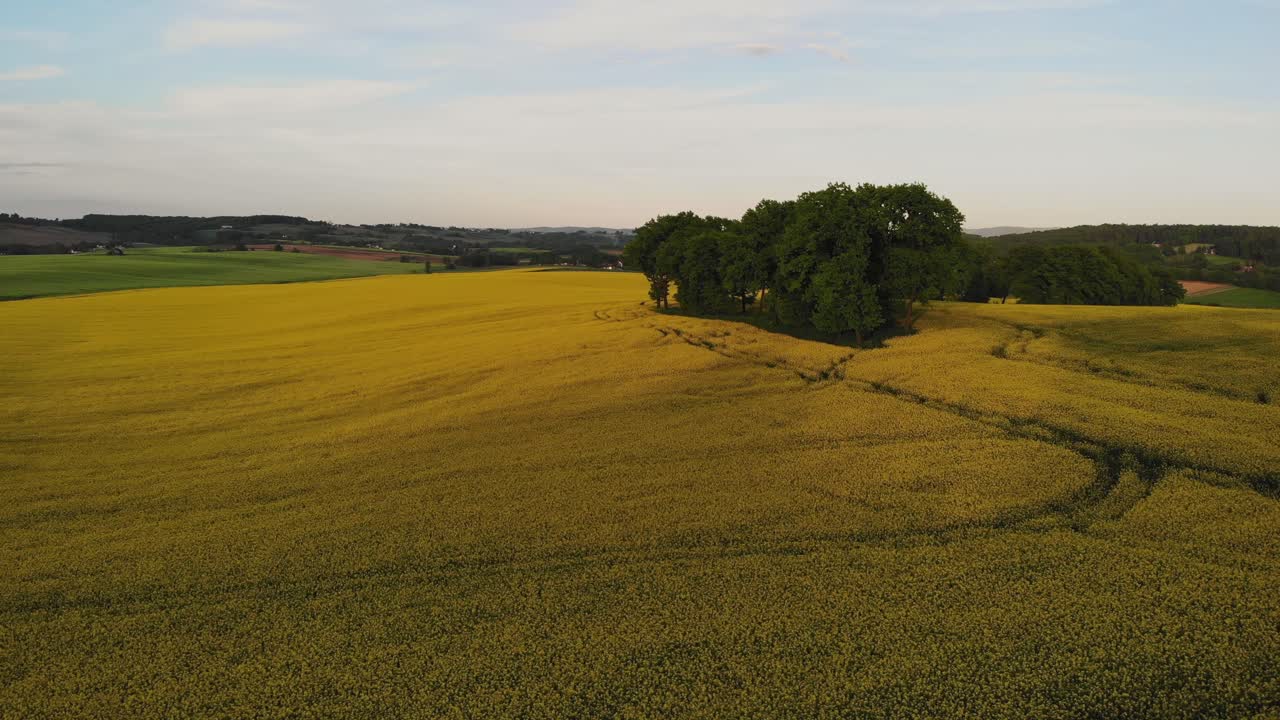 paisaje ondulado de campo de colza amarillo dorado, vista aérea de tierras de cultivo idílicas
