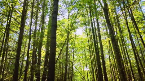 Gliding-gently-through-a-tall,-beautiful-pine-forest-in-the-Appalachian-Mountains-during-a-sunny-summer’s-day