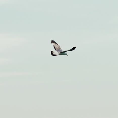 seagull flying in the blue sky. slow motion.