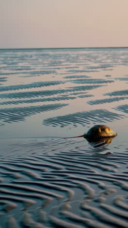 seashell on a beach at low tide