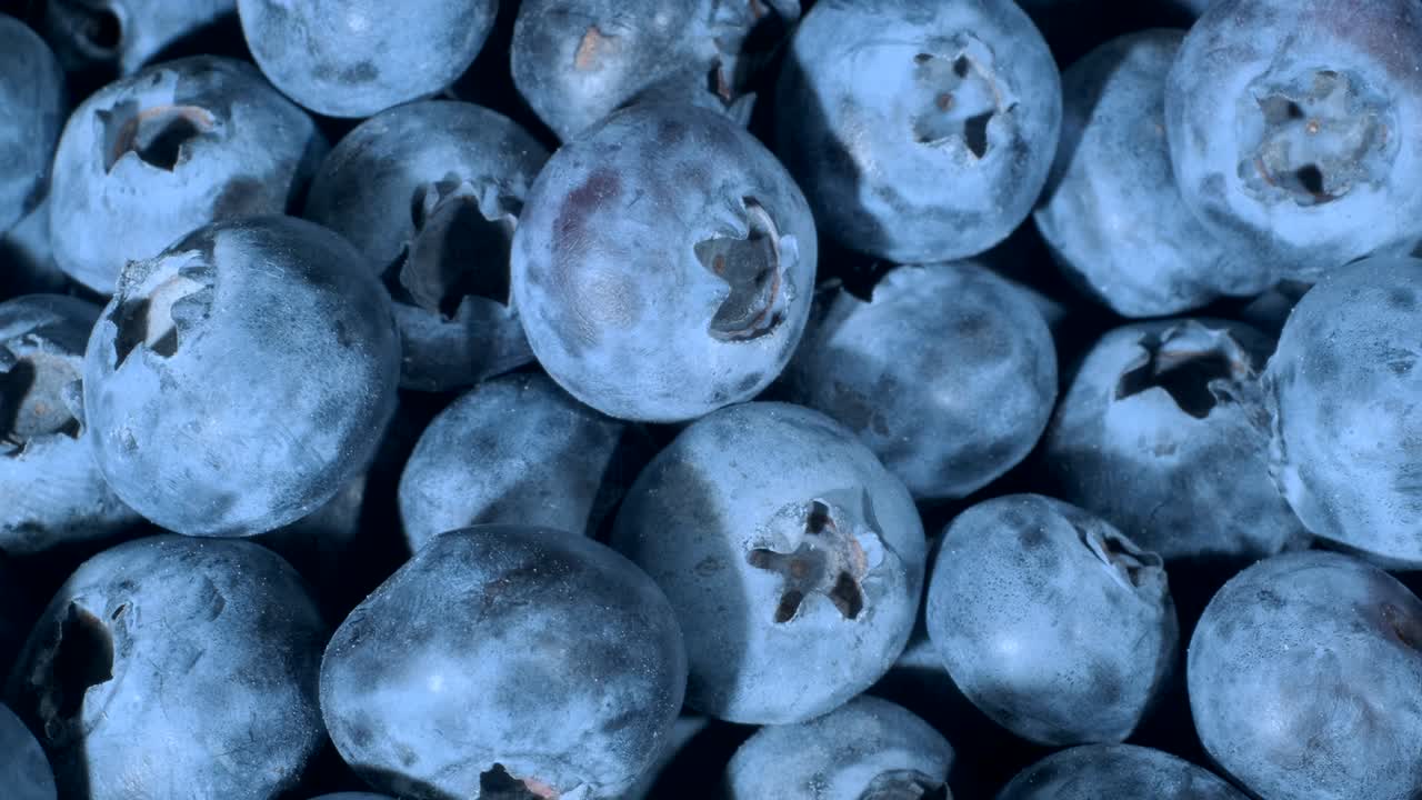 블루베리 (blueberry) 의 세부사항. 맥로 트럭 촬영. 카메라가 왼쪽으로 으로 움직입니다. 클로즈업,  뷰. 보그 빌베리, 보그 블루버리, 북부 빌베리 또는 서쪽 블루브리 (vaccinium uliginosum)