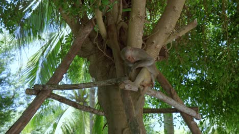 young monkey is sleeping in the lap of mother monkey while sitting in the branch of a tree in in danang city, vietnam's khi son tra peninsula