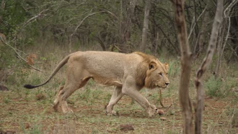 León-En-Alerta-Comienza-A-Correr-A-Través-De-La-Hierba-Hacia-Otro-León