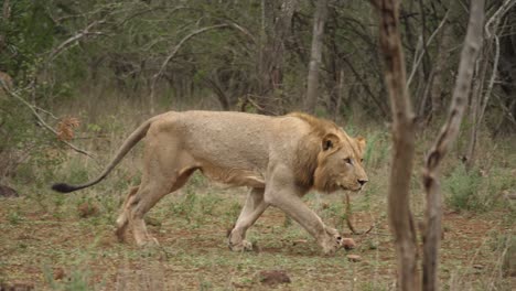 lion on alert starts to run across grass towards another lion