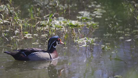 pato de madera macho nadando entre la vegetación en el pantano de humedales durante la primavera en florida