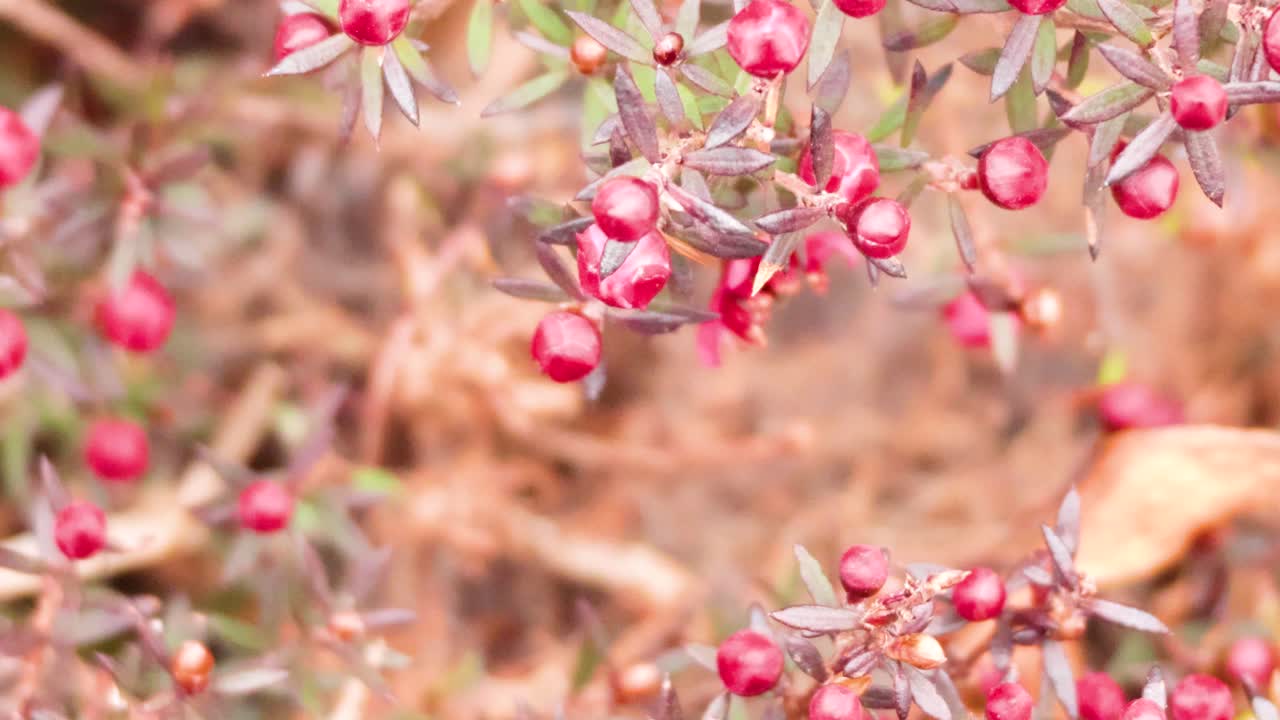 자연 서식지에서 활기찬 크랜베리 덤불의 클로즈업 비디오, 부드럽고 자연적인 조명으로 상세한 잎자루와 열매를 보여줍니다.