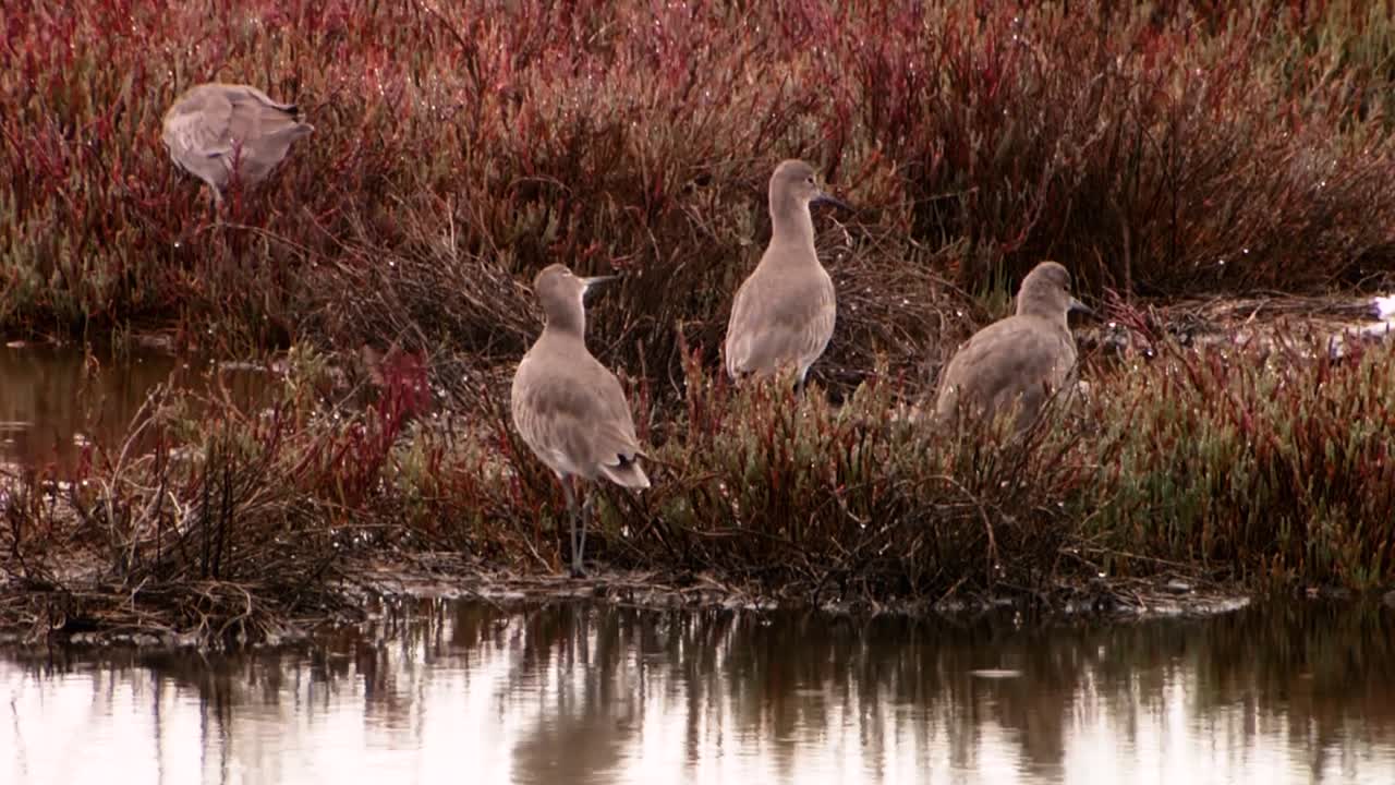 avocetas americanas (recurvirostra americana) con varias patas amarillas menores (tringa flavipes) en una playa y en el agua 2013