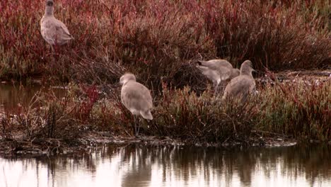 avocetas americanas (recurvirostra americana) con varias patas amarillas menores (tringa flavipes) en una playa y en el agua 2013