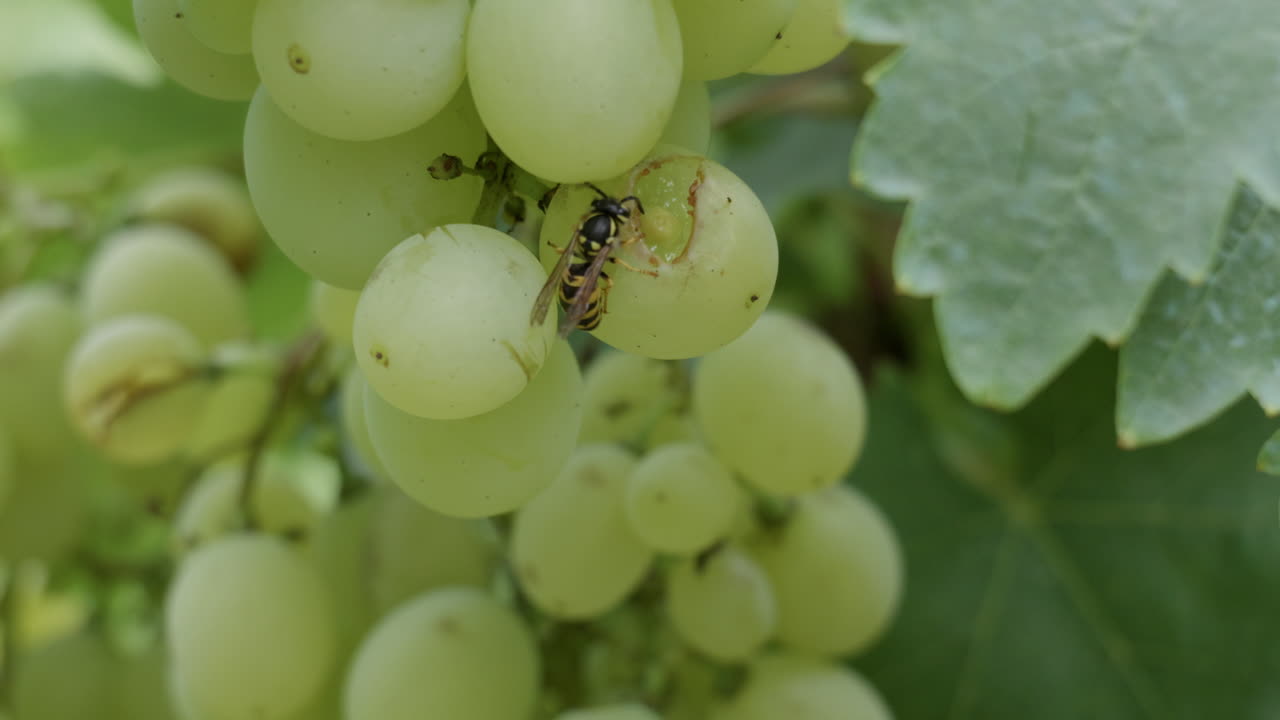 익은 포도를 먹는 벌레의 클로즈업
