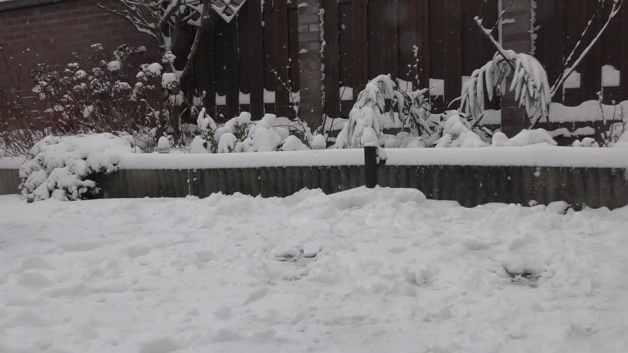 Snowscape Backyard With Wooden Fence And Snow-Covered Foliage. - Static Shot