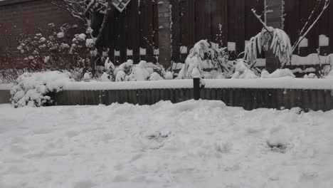 snowscape backyard with wooden fence and snow-covered foliage. - static shot