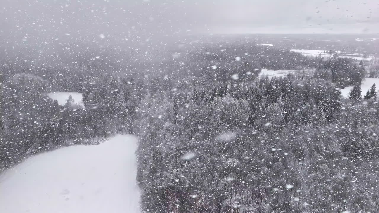 High aerial view of a misty winter landscape with pine forests during snowfall