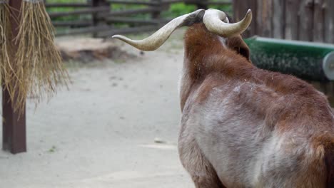 domestic brown goat in the yard at the zoo in seoul grand park, gwacheon city, south korea - close up from the back