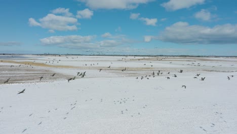 vista aérea de una gran bandada de gansos de frijol que se levantan en el aire, campo agrícola cubierto de nieve, día soleado de invierno, migración de aves, tiro de avión no tripulado avanzando