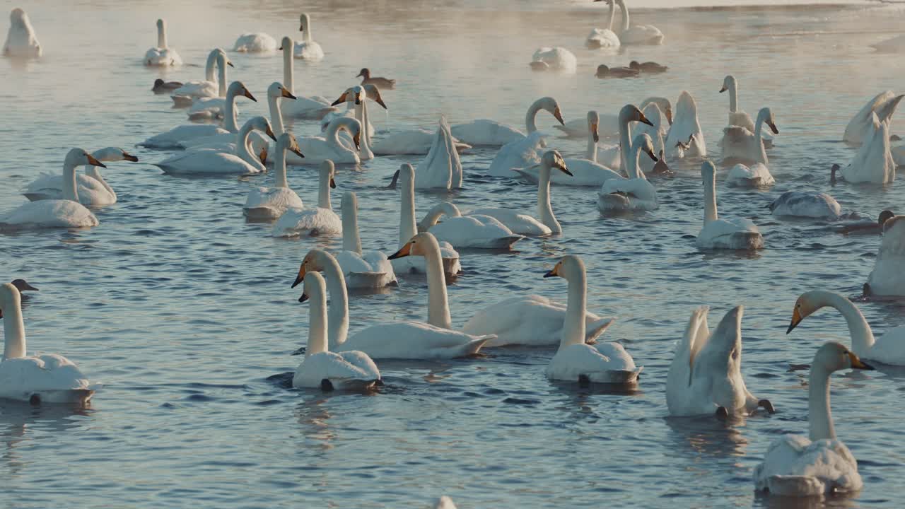 Flock of Swans on a Frozen Lake