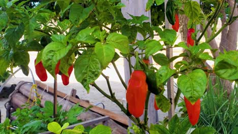 Plantar-Con-Chiles-Rojos-Y-Verdes-Colgando-De-La-Planta-De-Chile-En-El-Jardín,-Cerrar