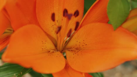 orange lily flower, extreme close up