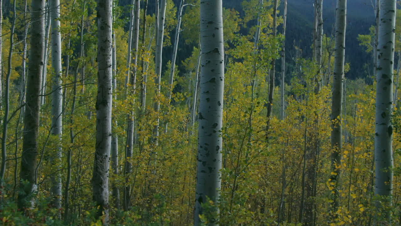 los árboles de aspen cambian a última hora de la tarde el otoño el otoño la independencia pasa aspen colorado diapositiva aérea cinematográfica a la derecha