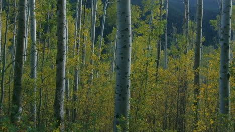 Espenbäume-Verändern-Sich-Am-Späten-Nachmittag,-Herbst,-Independence-Pass,-Espen,-Colorado,-Filmische-Luftrutsche-Nach-Rechts