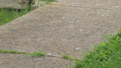 Rain-Falling-Onto-Stone-Pathway-Australia-Victoria-Gippsland-Maffra