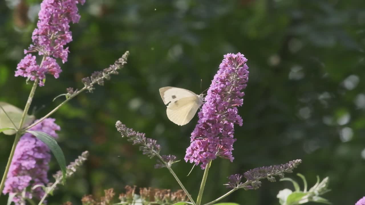 Piccola farfalla Pieridae bianca su piante di Buddleja al rallentatore