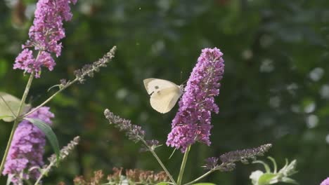 Pequeña-Mariposa-Peridae-Blanca-En-Plantas-De-Mariposas-Lilas-A-Cámara-Lenta