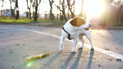 jack russell terrier es un perro que ladra en el parque.