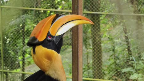 close-up of a rhinoceros hornbill