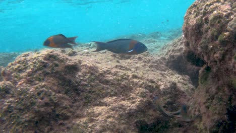 school of large saddle wrasse fish swim around algae covered coral reef