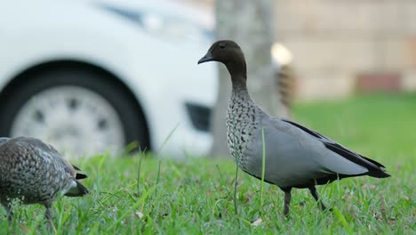 Male-Australian-wood-duck-in-urban-park-approaches-female-in-slow-motion