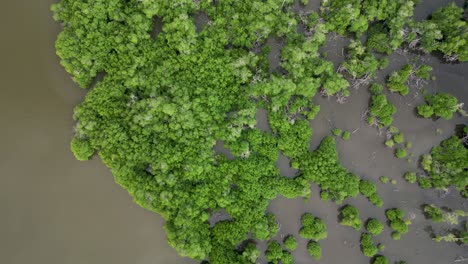 Bird-eye-view-of-Manialtepec-mangroves-near-Puerto-Escondido,-Oaxaca,-Mexico