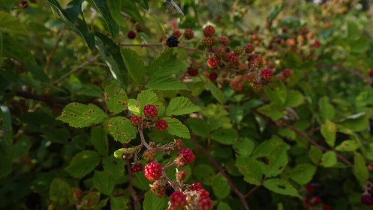 Wild berries bushes full of fruits on summer mountain path with vibrant natural colors