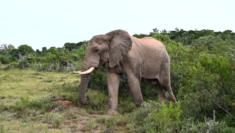 African-elephant--big-bull-foraging-in-woodlands