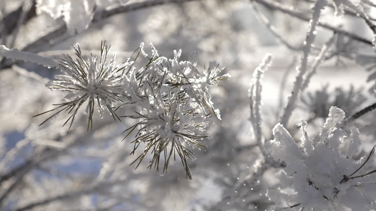 눈 인 소나무 가지
