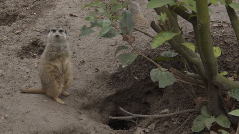 ein paar erdmännchen schauen sich in der nähe des baus um