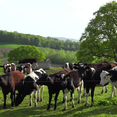 cows graze on a hillside above terraced green fields in great britain 2