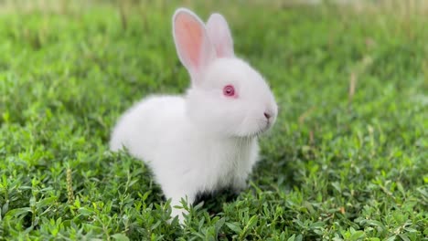 a small fluffy white rabbit with red eyes is sitting in the green grass
