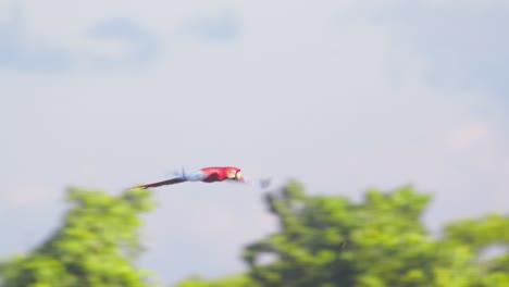 Scarlet-Macaw-flying-amongst-lush-green-tropical-jungle-trees,-Tambopata-National-Reserve,-Peru