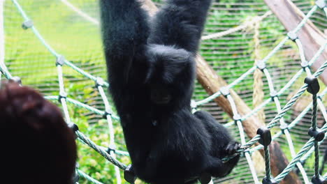 mono negro aferrado a la red en su recinto en el zoológico - cerrar