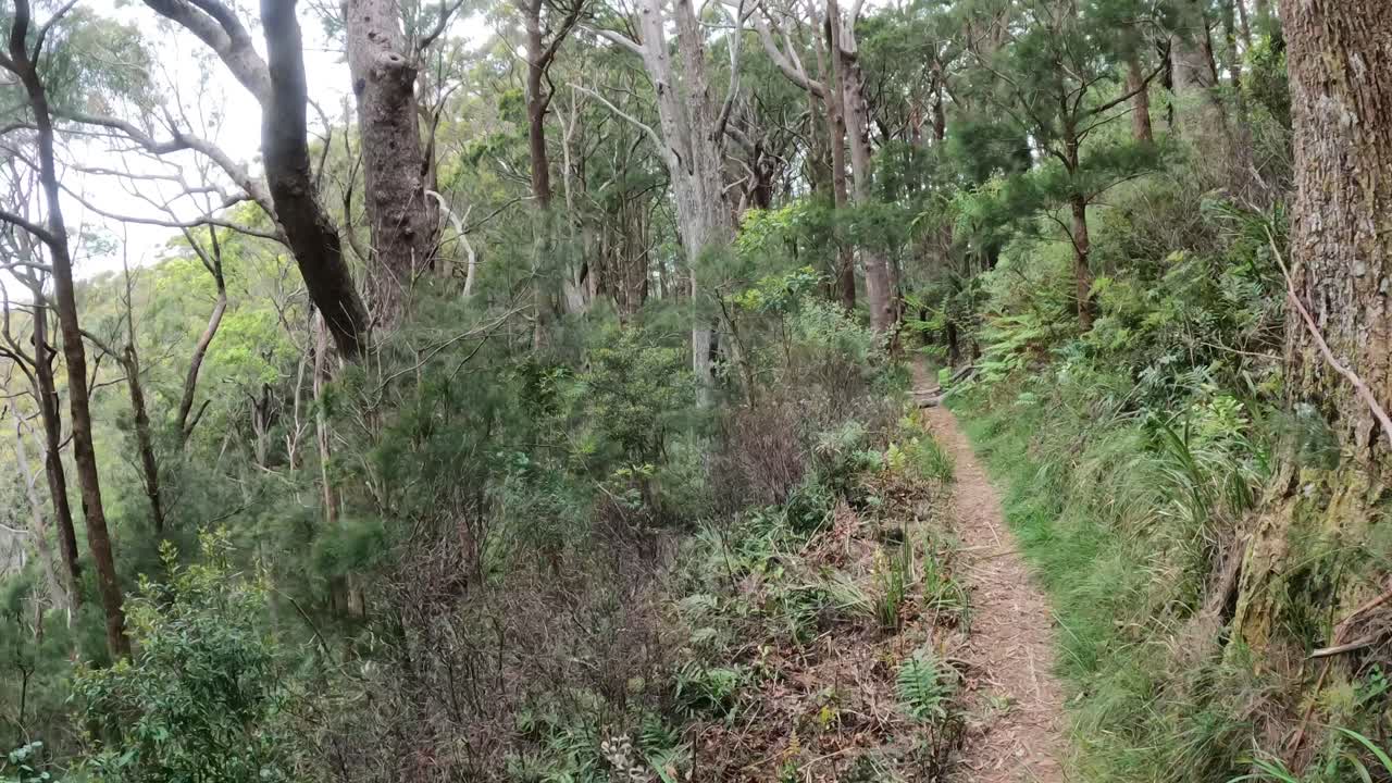 un paseo sereno a través de un camino de bosque exuberante