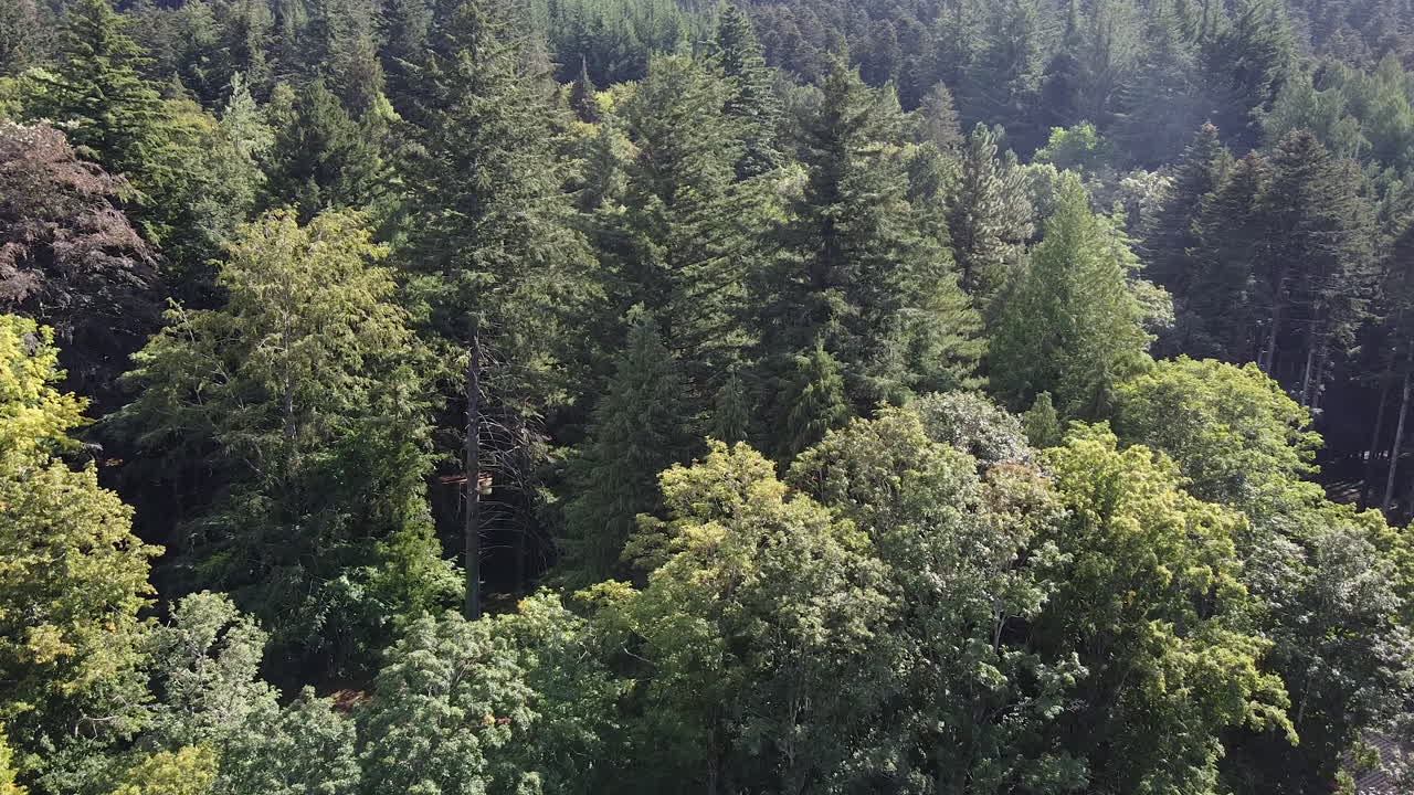 Veduta aerea della foresta medievale di Vallombrosa vicino al famoso monastero cattolico.