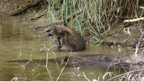Cute-beaver-scratching-and-cleaning-itself-while-other-beavers-rest-in-the-water