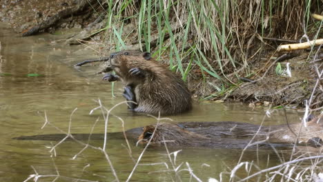 Süßer-Biber,-Der-Sich-Kratzt-Und-Putzt,-Während-Andere-Biber-Im-Wasser-Ruhen