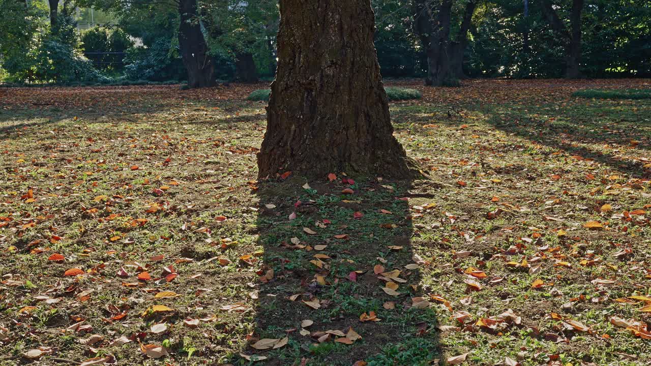 Intimate view of a tree trunk's base and its long shadow stretching across sunny ground covered with scattered fallen leaves
