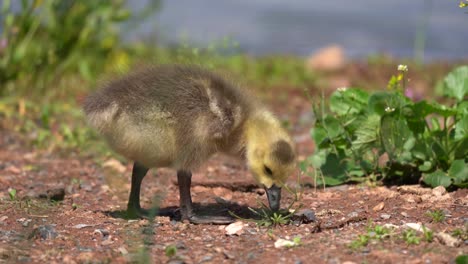 un gosling de ganso de canadá comiendo en la orilla de un estanque