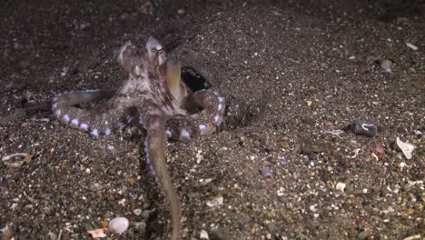 pulpo de coco buscando comida y alimentándose por la noche