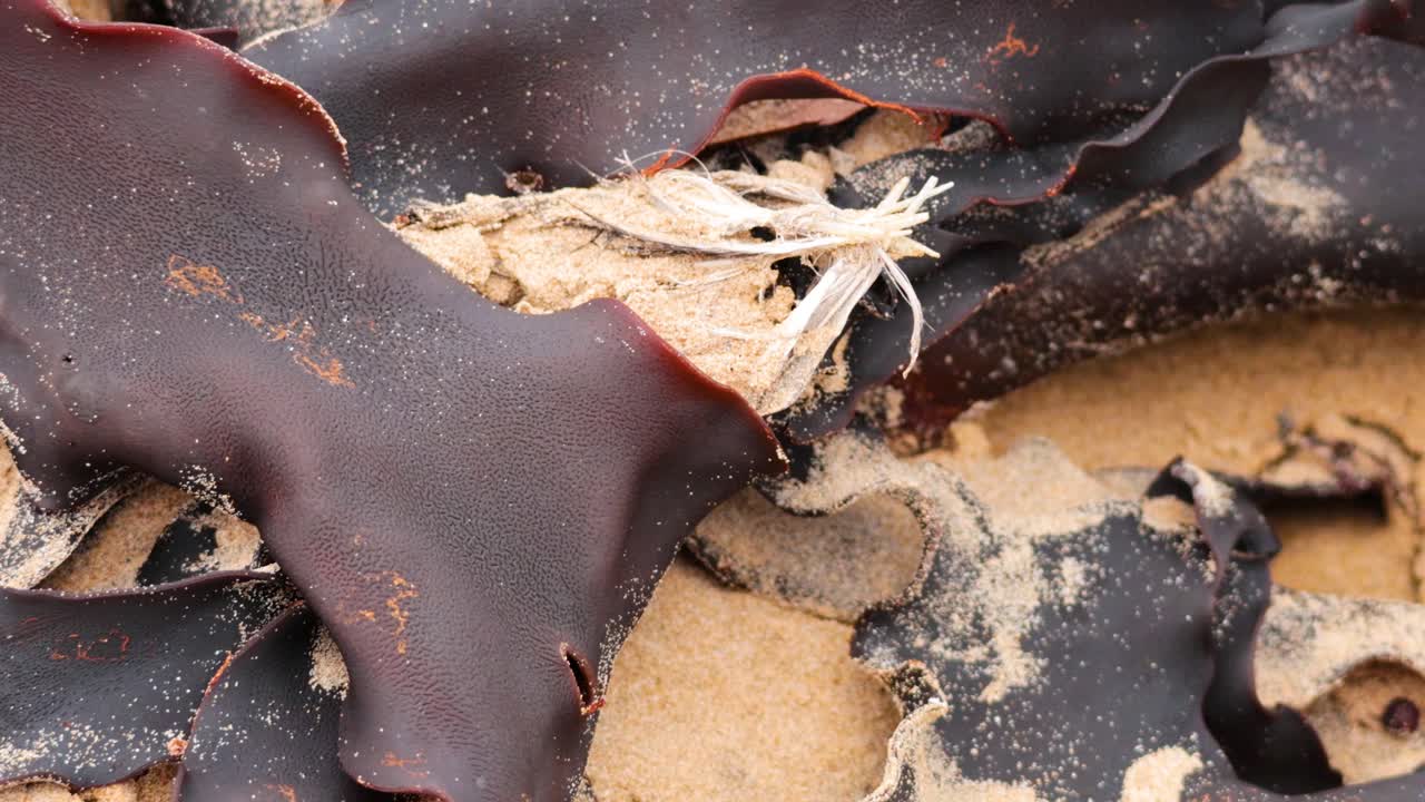 Close-up of dark seaweed on a sandy beach, showcasing natural textures and colors under soft lighting