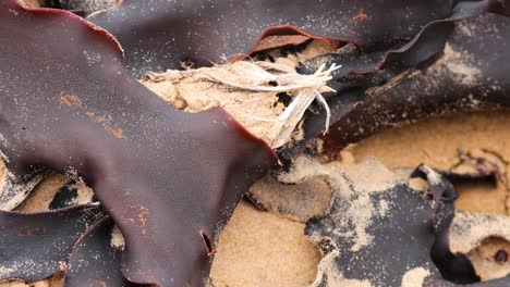close-up of dark seaweed on a sandy beach, showcasing natural textures and colors under soft lighting