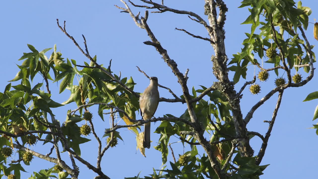 un ruiseñor posado en una pequeña rama por la mañana